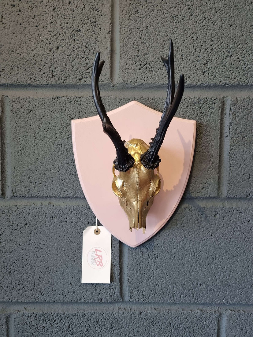 Roe Deer Skull Mounted Shield Wall Hanging Taxidermy - LRBinteriors