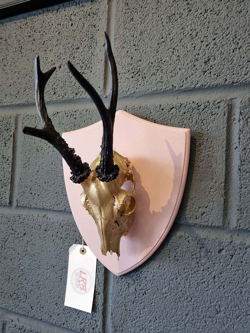 Roe Deer Skull Mounted Shield Wall Hanging Taxidermy - LRBinteriors