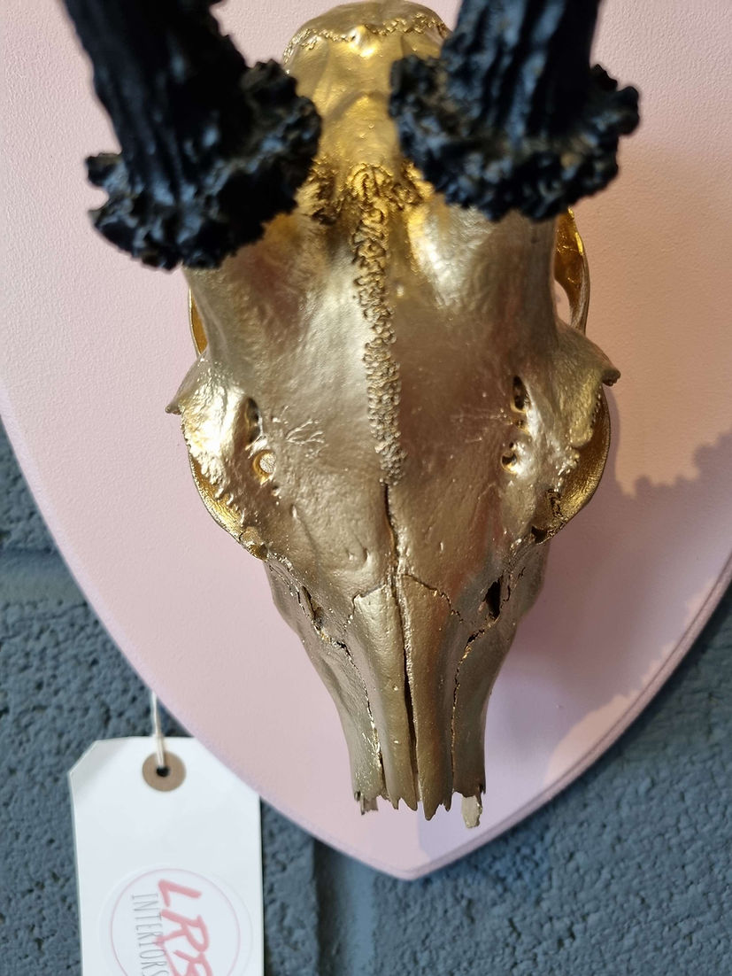 Roe Deer Skull Mounted Shield Wall Hanging Taxidermy - LRBinteriors