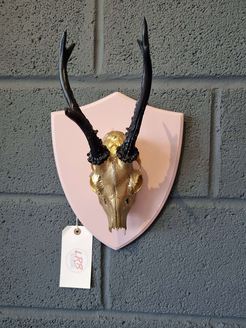 Roe Deer Skull Mounted Shield Wall Hanging Taxidermy - LRBinteriors