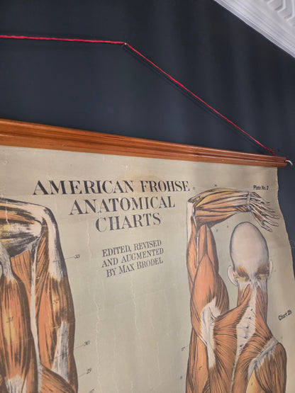 American Frohse Anatomical Chart Max Brodel Wall Hanging Poster by Adam, Rouilly & Co