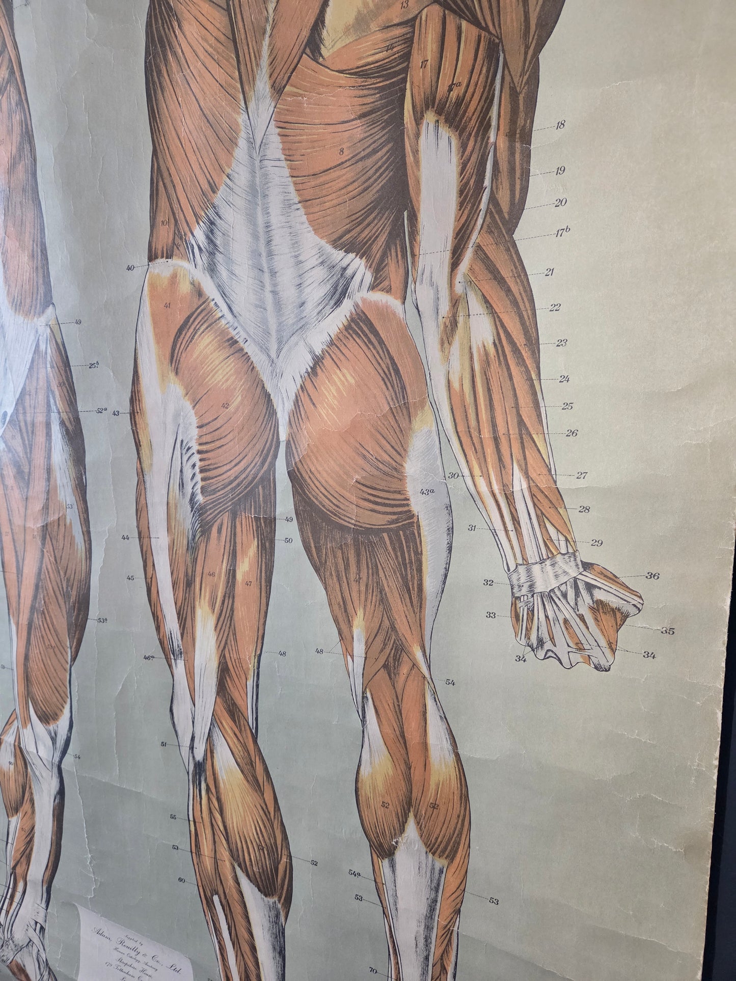 American Frohse Anatomical Chart Max Brodel Wall Hanging Poster by Adam, Rouilly & Co
