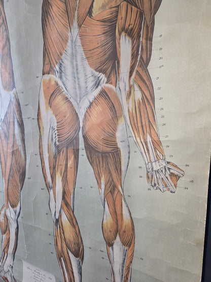 American Frohse Anatomical Chart Max Brodel Wall Hanging Poster by Adam, Rouilly & Co