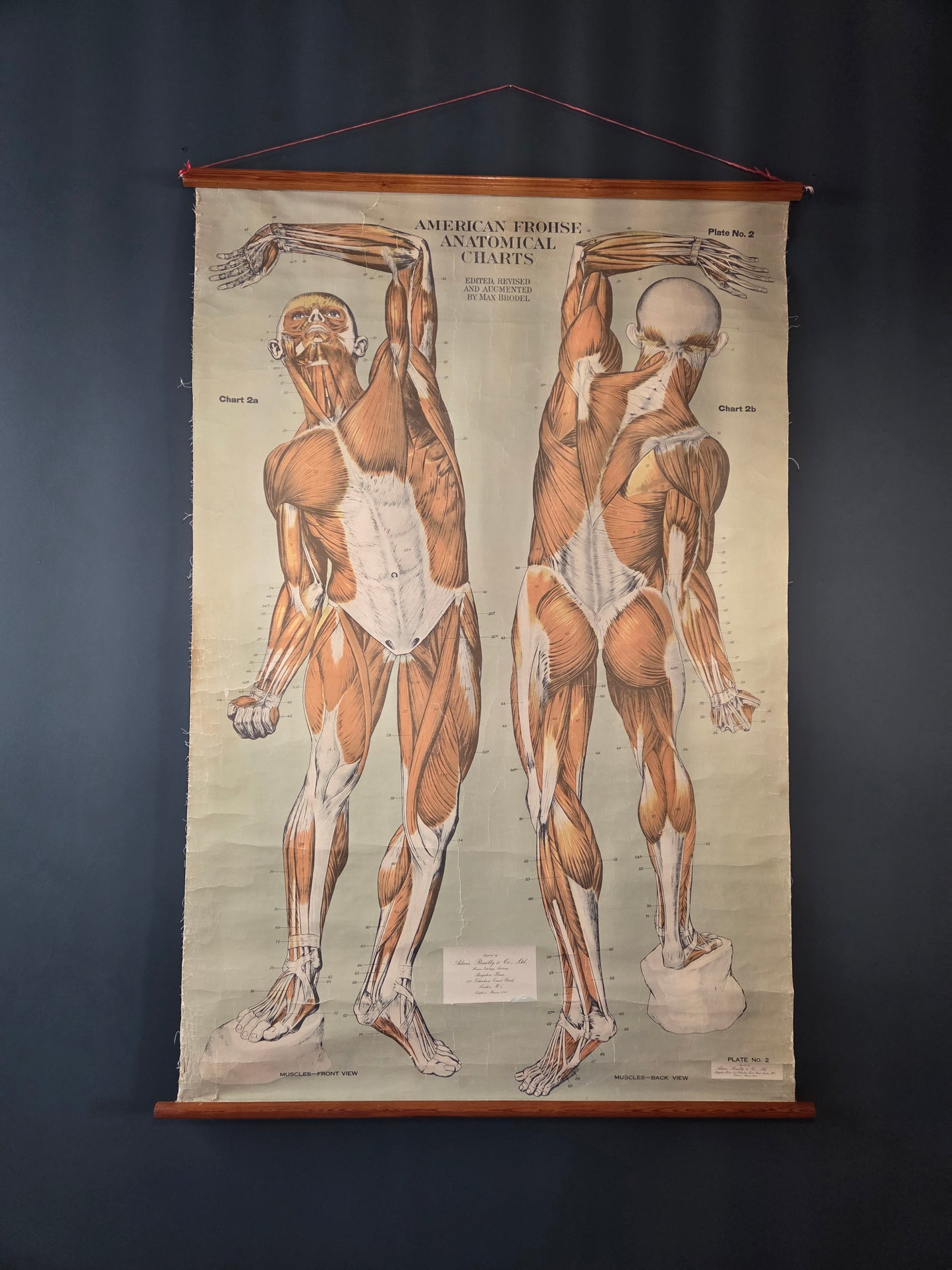 American Frohse Anatomical Chart Max Brodel Wall Hanging Poster by Adam, Rouilly & Co