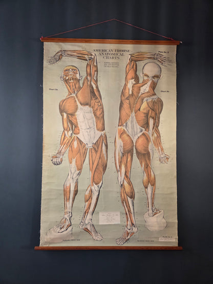 American Frohse Anatomical Chart Max Brodel Wall Hanging Poster by Adam, Rouilly & Co