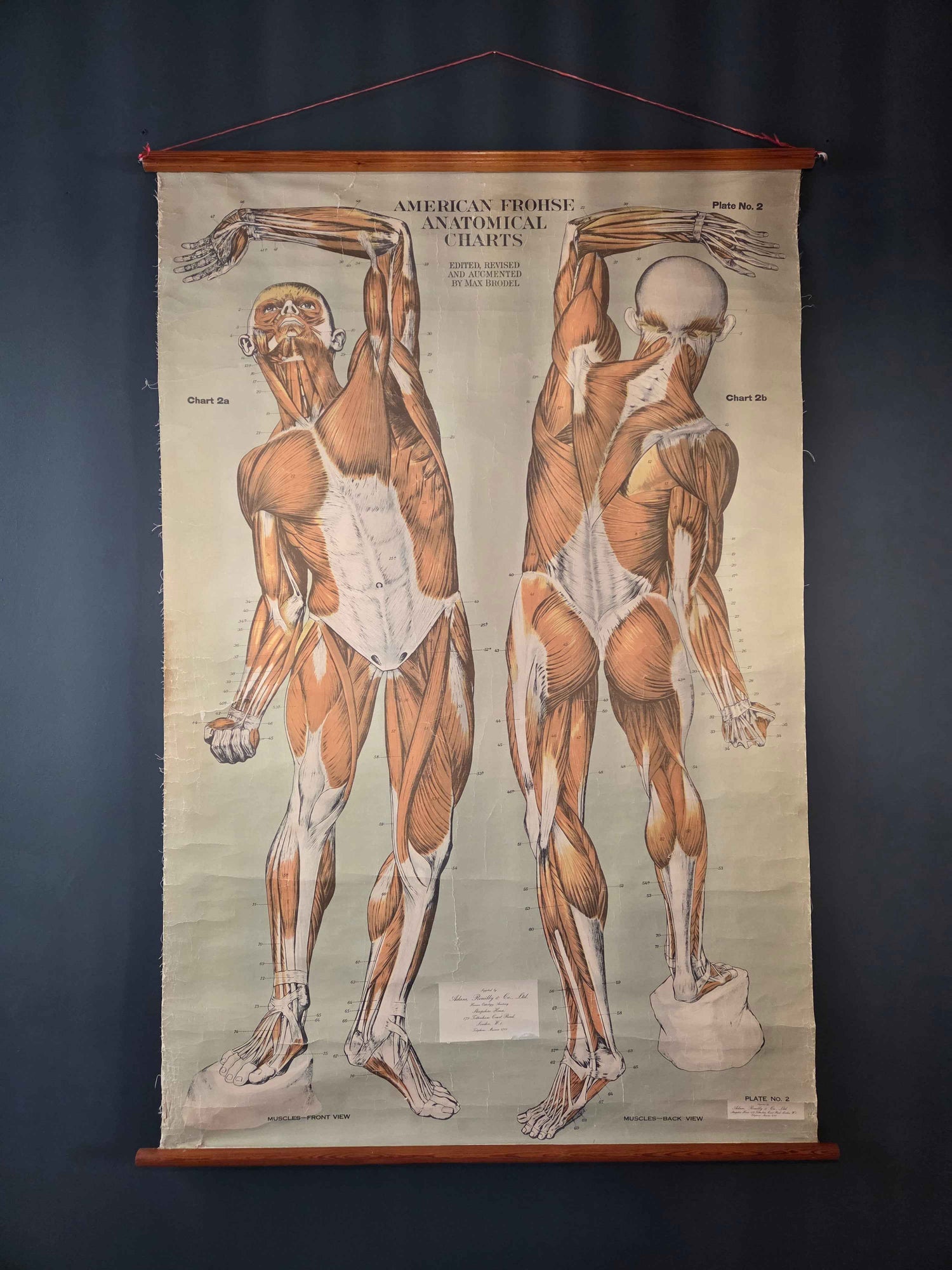 American Frohse Anatomical Chart Max Brodel Wall Hanging Poster by Adam, Rouilly & Co