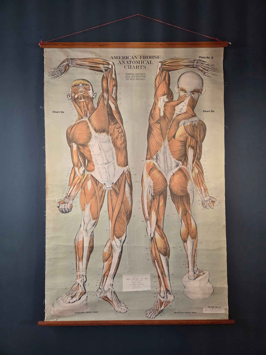 American Frohse Anatomical Chart Max Brodel Wall Hanging Poster by Adam, Rouilly & Co