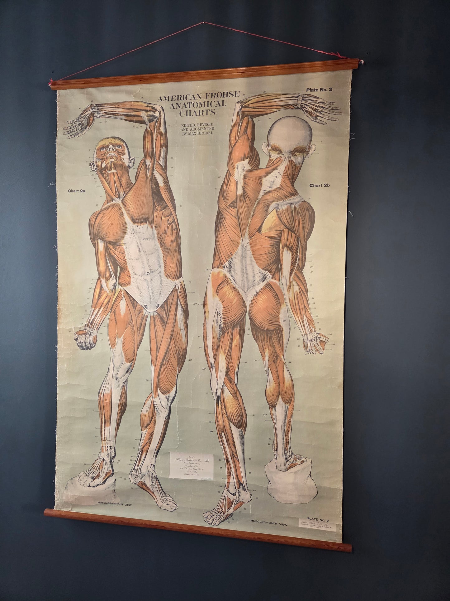 American Frohse Anatomical Chart Max Brodel Wall Hanging Poster by Adam, Rouilly & Co