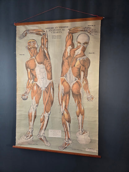 American Frohse Anatomical Chart Max Brodel Wall Hanging Poster by Adam, Rouilly & Co