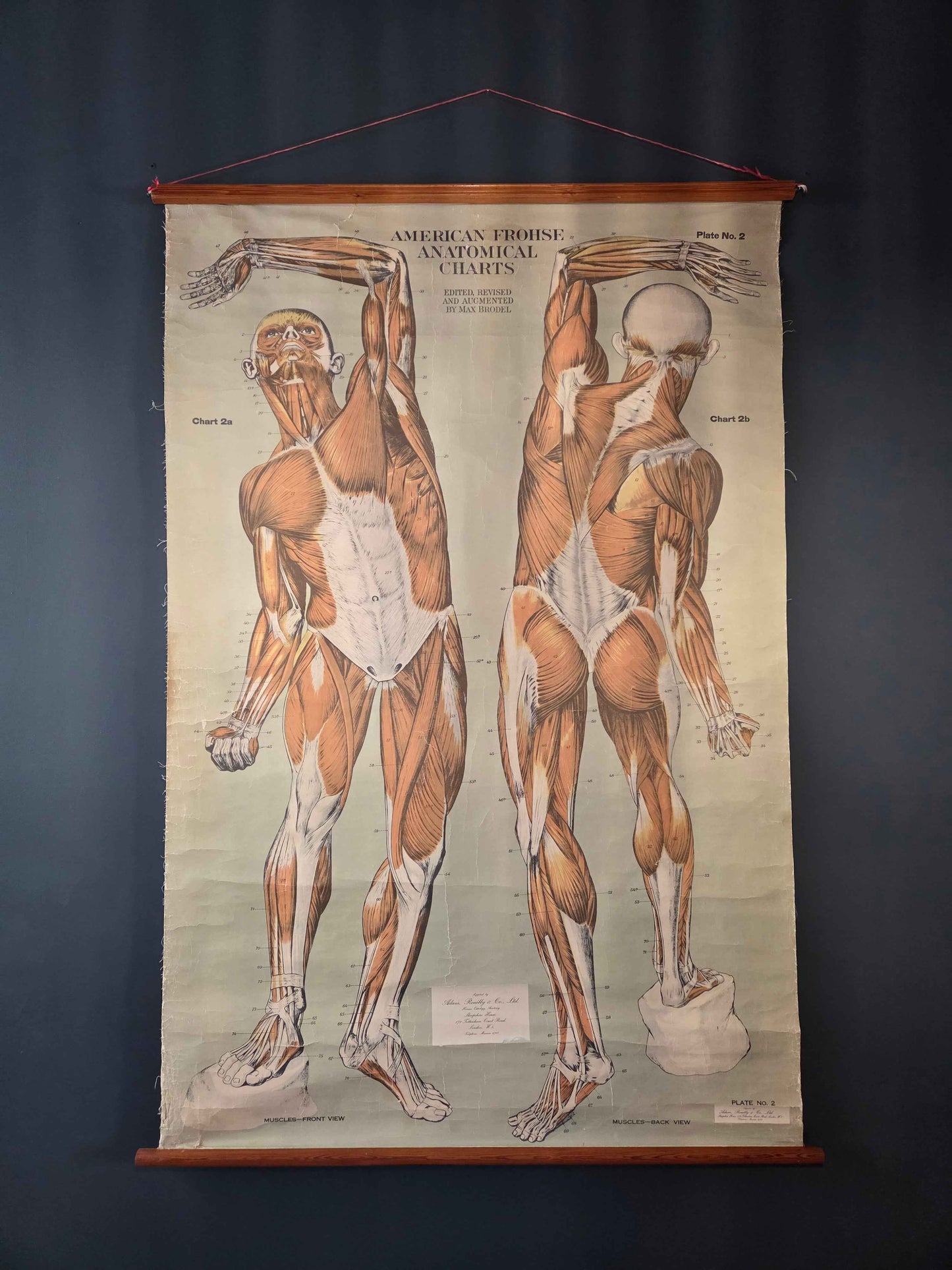American Frohse Anatomical Chart Max Brodel Wall Hanging Poster by Adam, Rouilly & Co