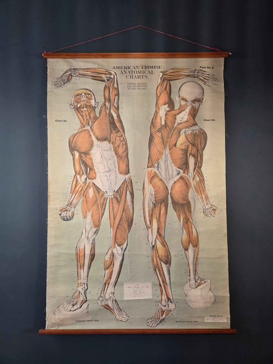 American Frohse Anatomical Chart Max Brodel Wall Hanging Poster by Adam, Rouilly & Co