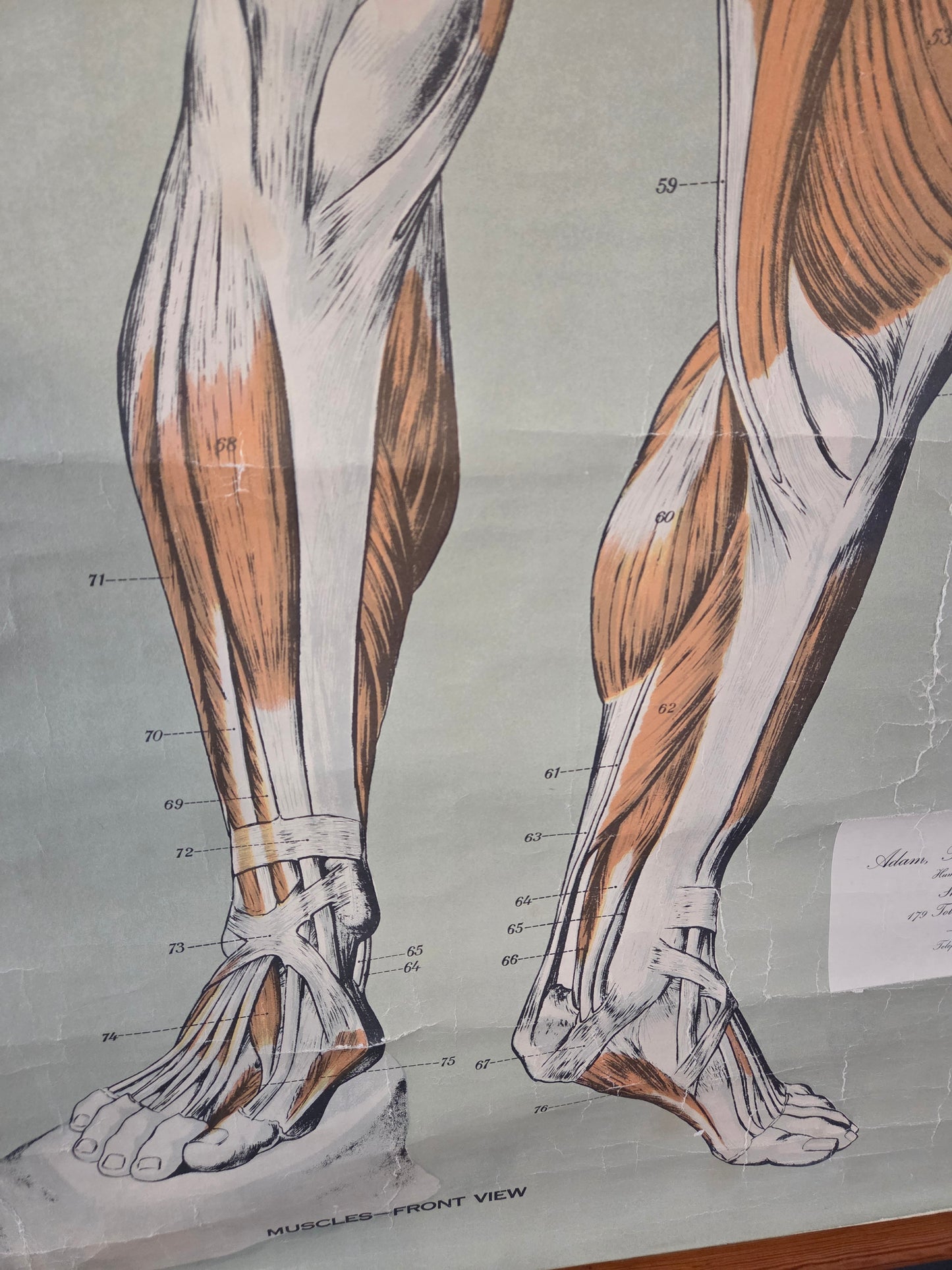 American Frohse Anatomical Chart Max Brodel Wall Hanging Poster by Adam, Rouilly & Co