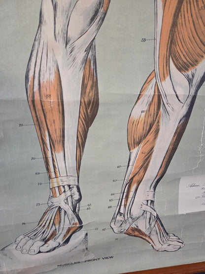American Frohse Anatomical Chart Max Brodel Wall Hanging Poster by Adam, Rouilly & Co