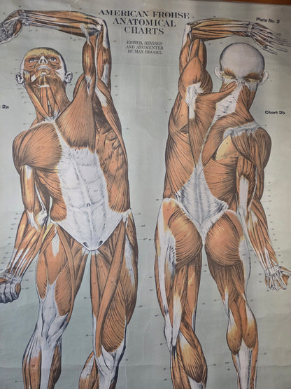 American Frohse Anatomical Chart Max Brodel Wall Hanging Poster by Adam, Rouilly & Co