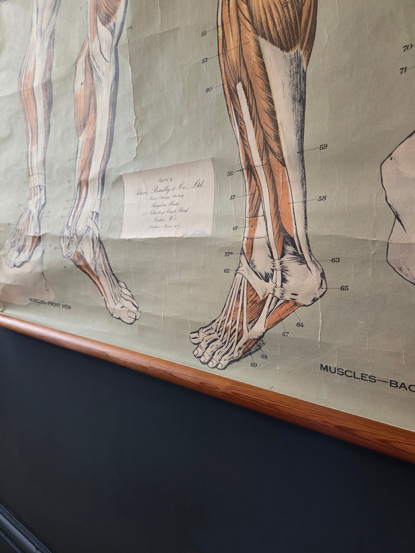 American Frohse Anatomical Chart Max Brodel Wall Hanging Poster by Adam, Rouilly & Co