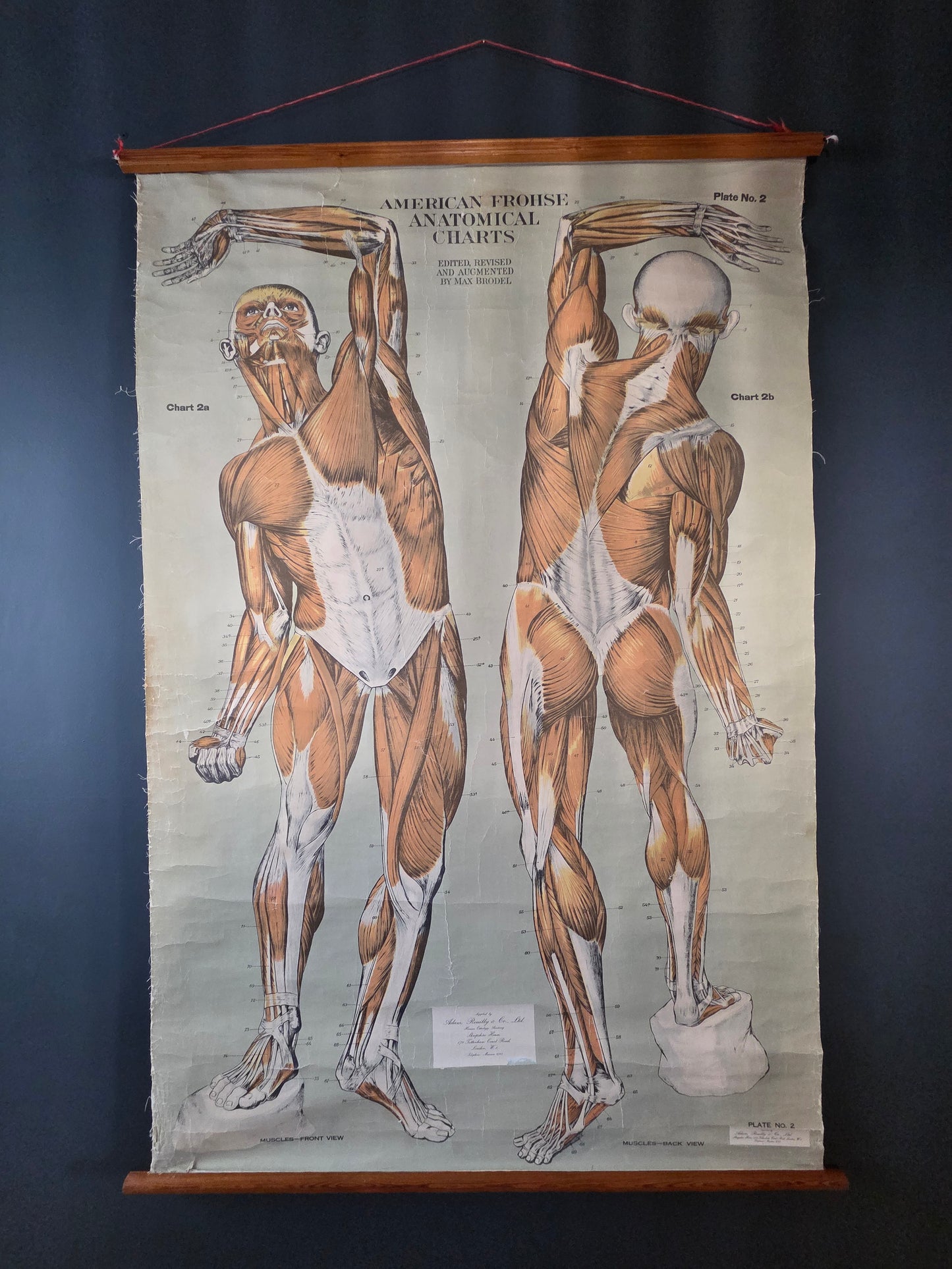 American Frohse Anatomical Chart Max Brodel Wall Hanging Poster by Adam, Rouilly & Co