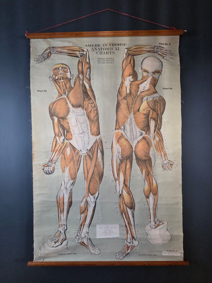 American Frohse Anatomical Chart Max Brodel Wall Hanging Poster by Adam, Rouilly & Co