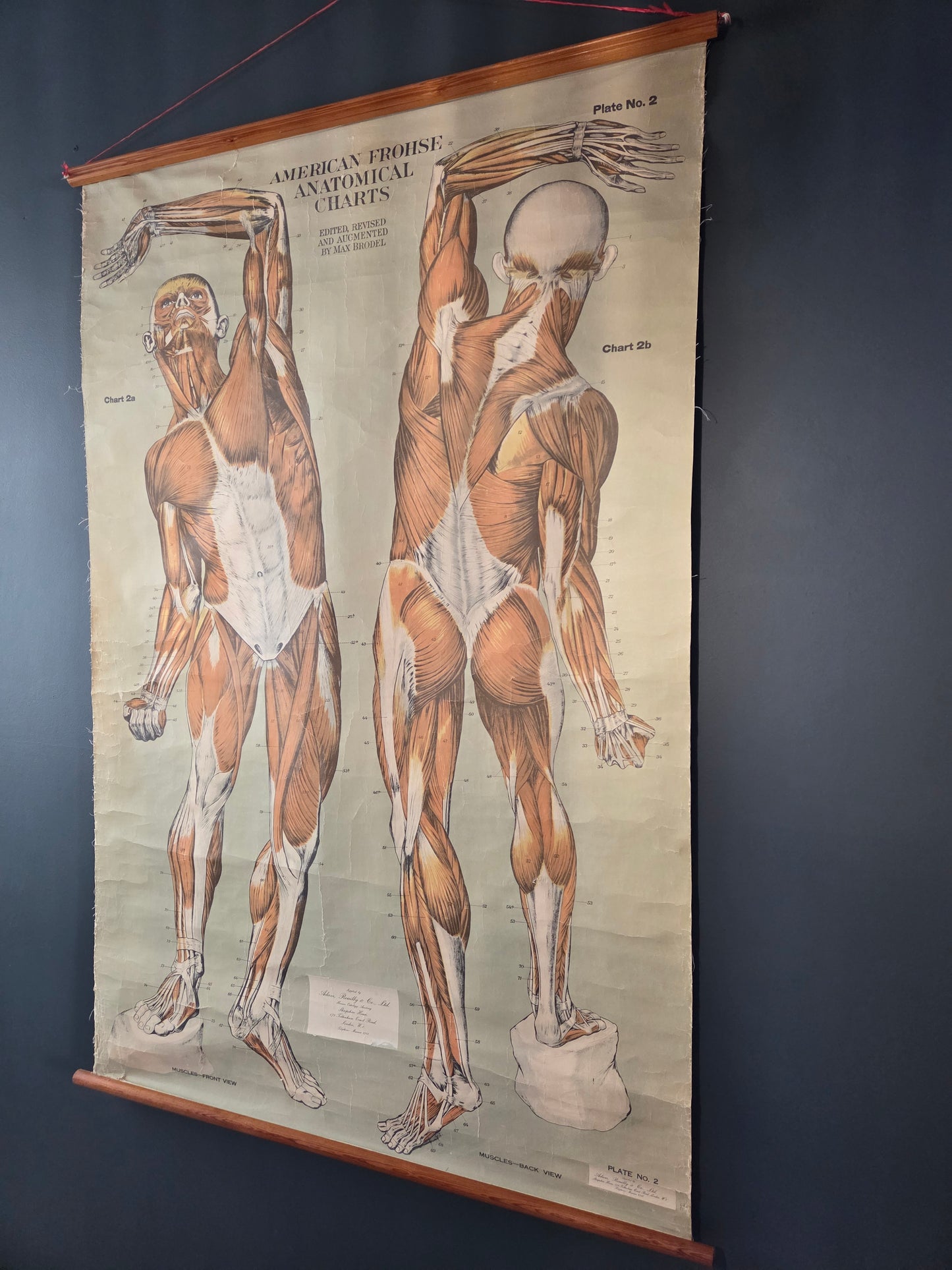 American Frohse Anatomical Chart Max Brodel Wall Hanging Poster by Adam, Rouilly & Co