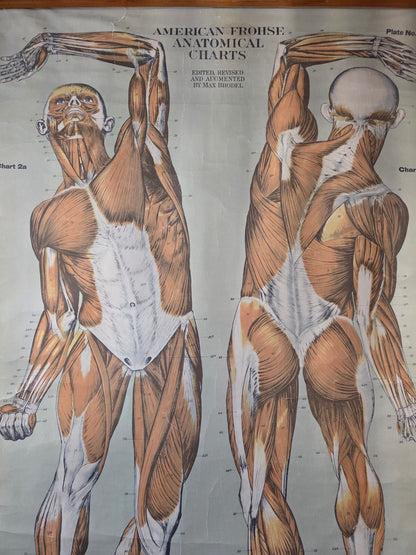 American Frohse Anatomical Chart Max Brodel Wall Hanging Poster by Adam, Rouilly & Co